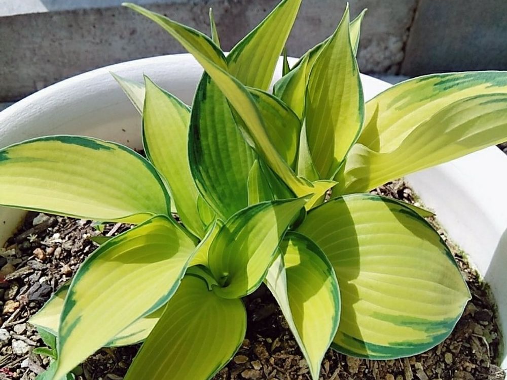 ギボウシ(ホスタ) 葉