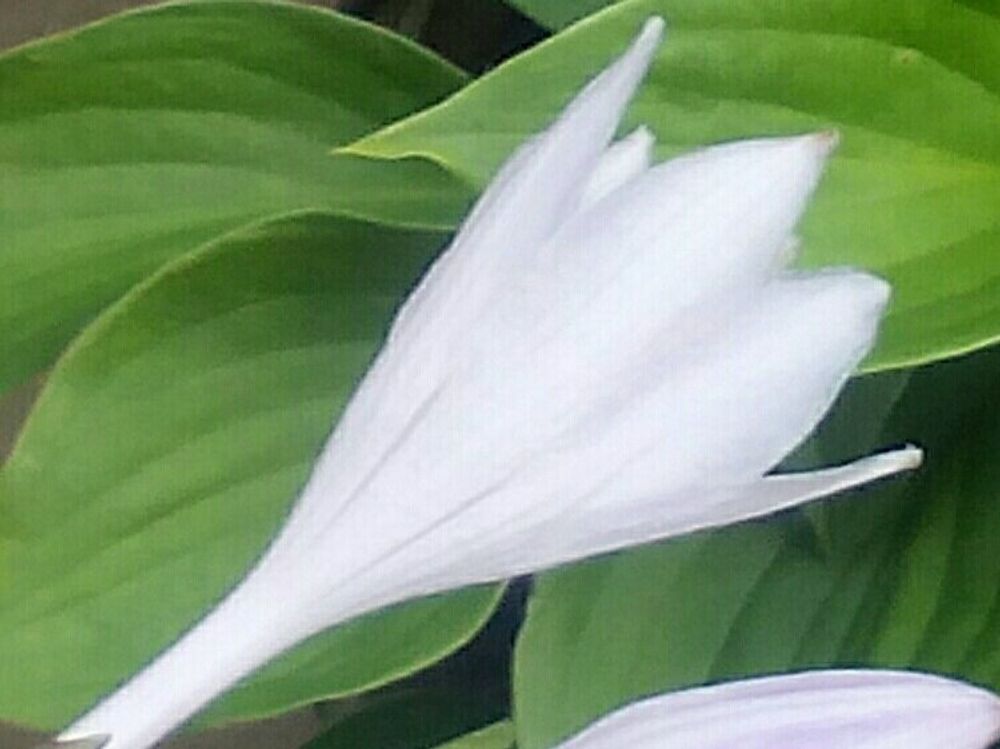 ギボウシ(ホスタ) 花