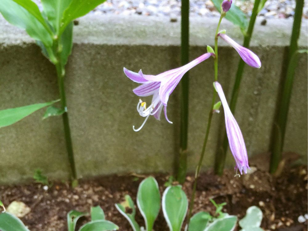 Photo by dahliaさん