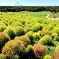コキアの育て方｜種まきの時期は？苗の植え方は？庭に地植えできる？の画像
