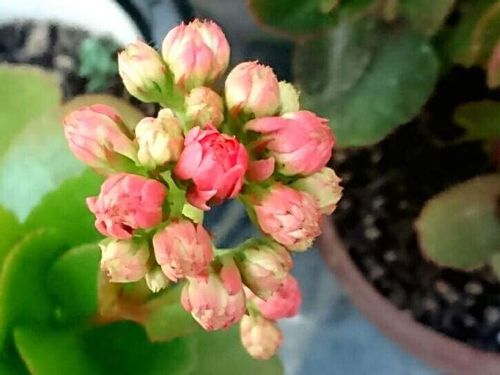 カランコエの育て方 植え替え時期は 挿し木や剪定などの方法は Greensnap グリーンスナップ