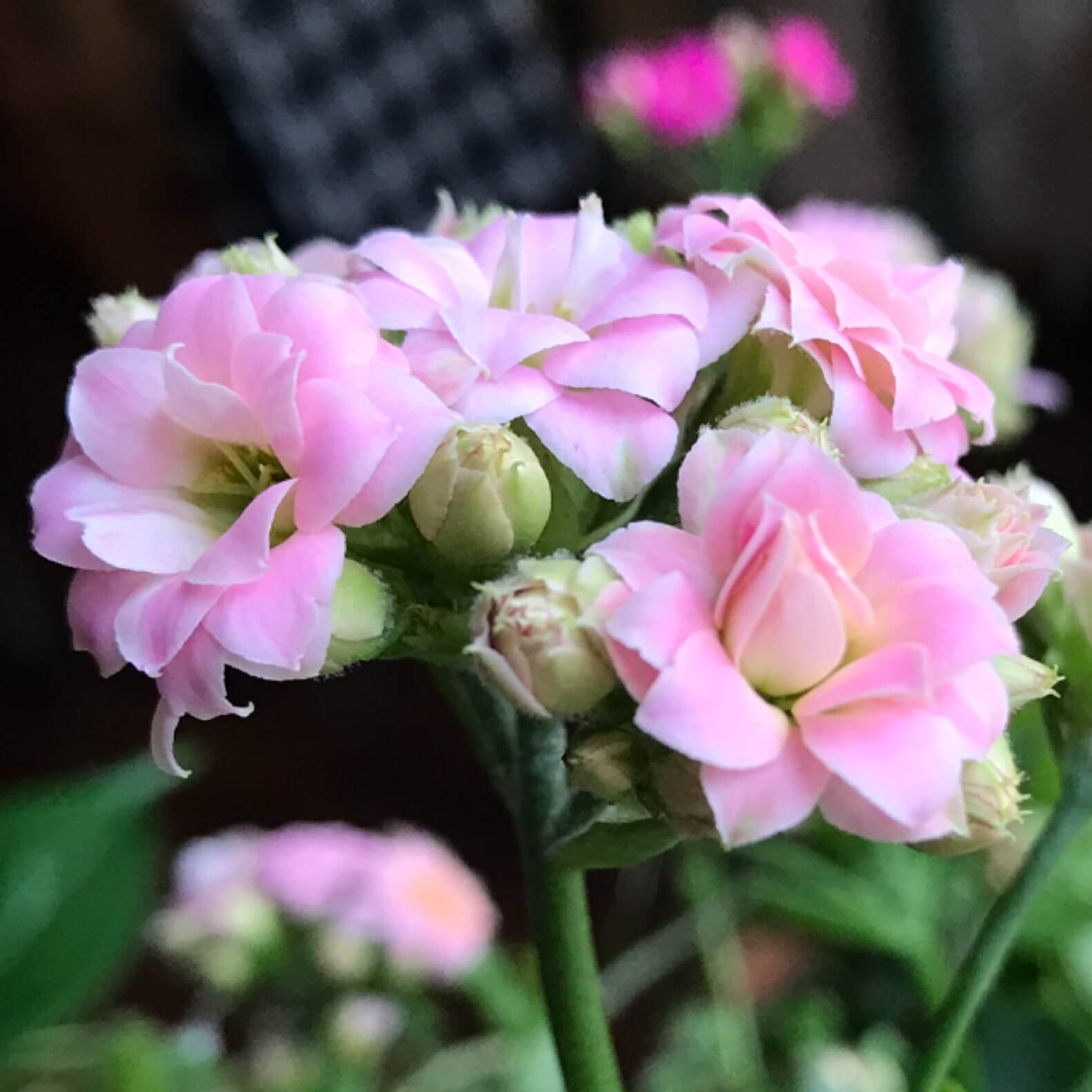 最高カランコエ 地 植え すべての美しい花の画像