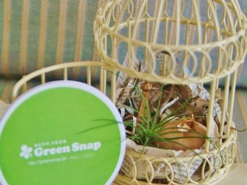サフランの育て方 球根の植え付け時期や収穫方法は Greensnap グリーンスナップ サフランの育て方 球根の植え付け時期や収穫方法は Greensnap グリーンスナップ