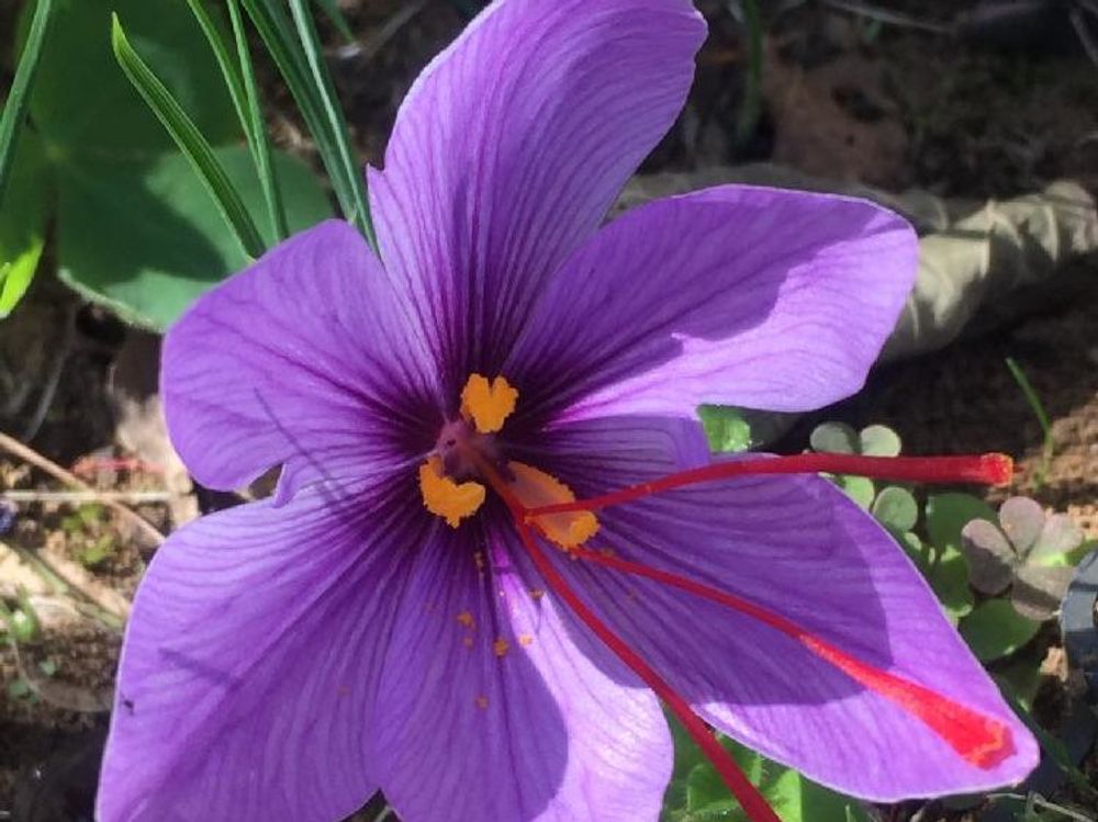 サフラン　地植え　紫色の花