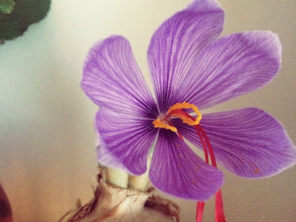 サフラン　紫色の花　屋内