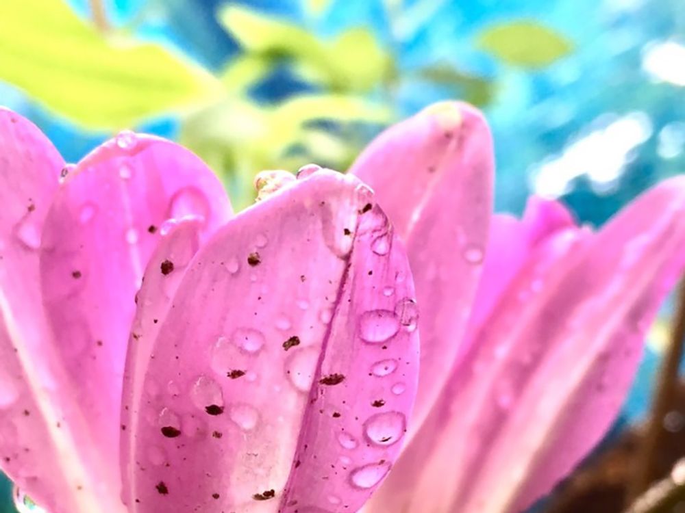 サフラン　ピンク色