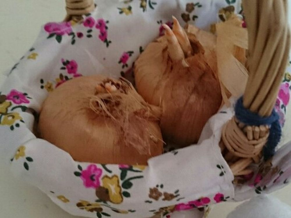 サフラン　かご