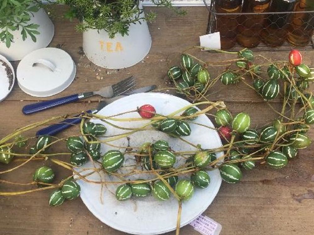 オキナワスズメウリ　緑の実