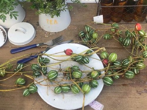 オキナワスズメウリの育て方 種まきや苗の植え方は 発芽させるコツは Greensnap グリーンスナップ オキナワスズメウリの育て方 種まきや苗の植え方は 発芽させるコツは Greensnap グリーンスナップ