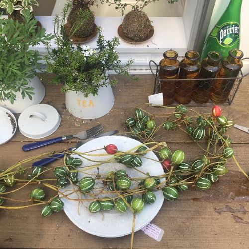 オキナワスズメウリの育て方 種まきや苗の植え方は 発芽させるコツは Greensnap グリーンスナップ オキナワスズメウリの育て方 種まきや苗の植え方は 発芽させるコツは Greensnap グリーンスナップ
