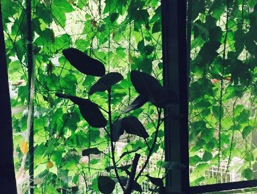 オキナワスズメウリ　緑のカーテン