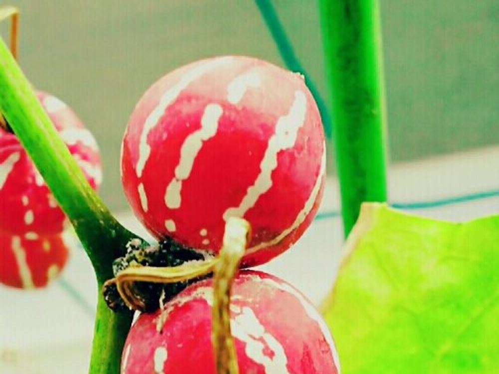 オキナワスズメウリ　赤い実