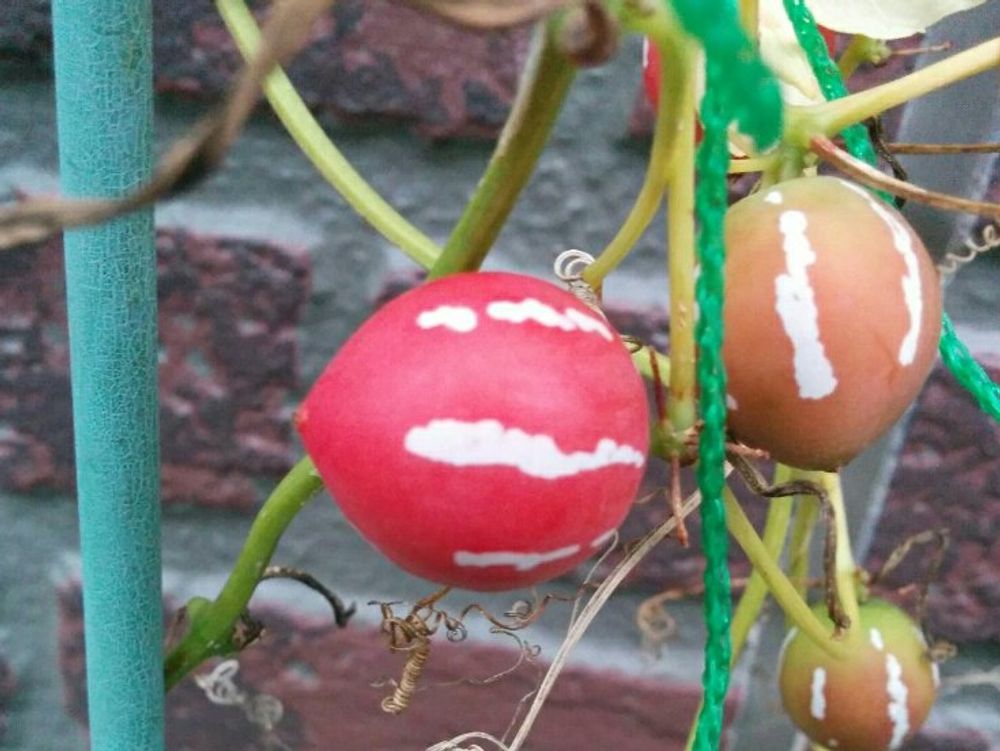 オキナワスズメウリ　赤い実
