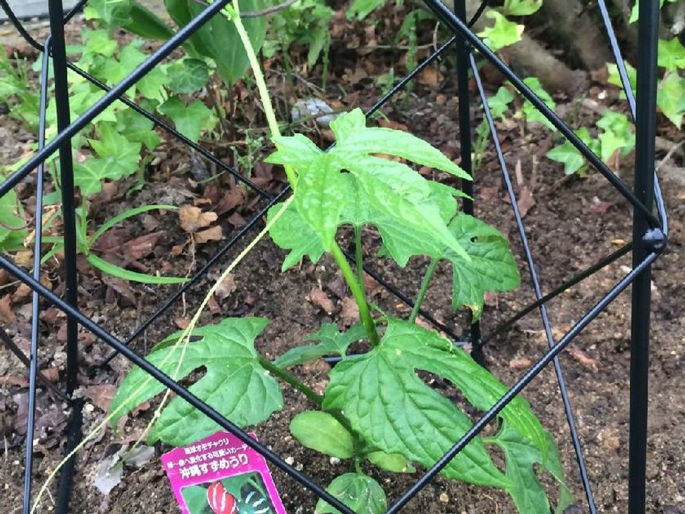 オキナワスズメウリ　地植え　株
