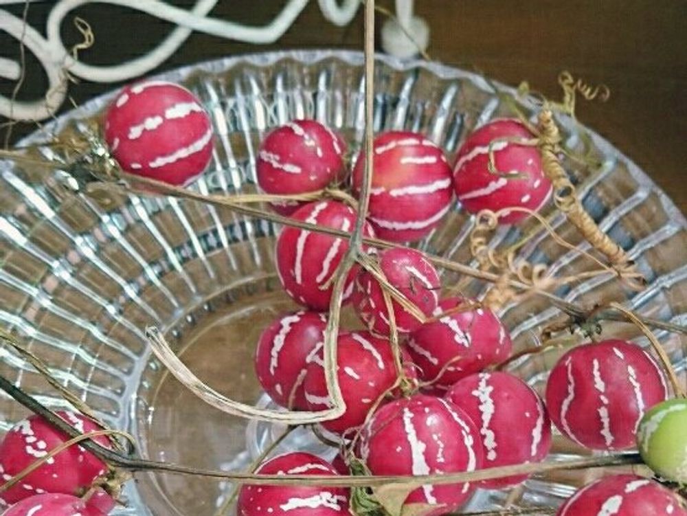 オキナワスズメウリ　赤い実