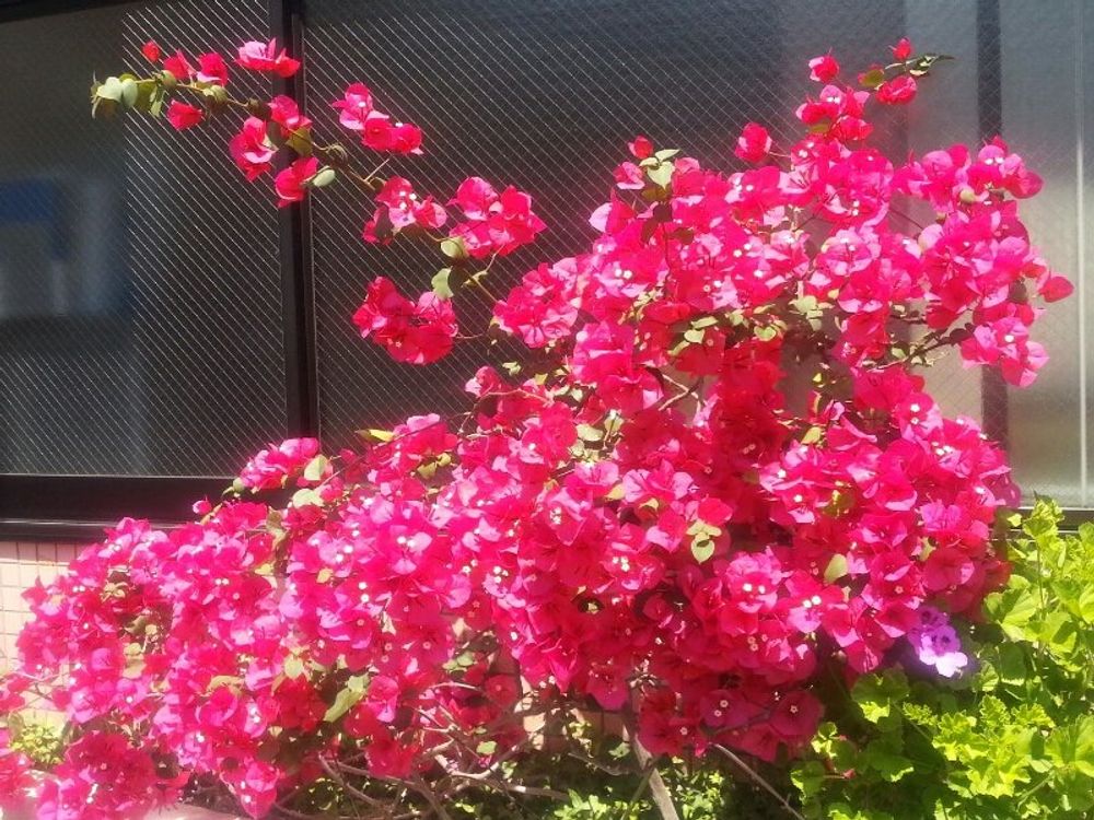 ブーゲンビリア　赤い花