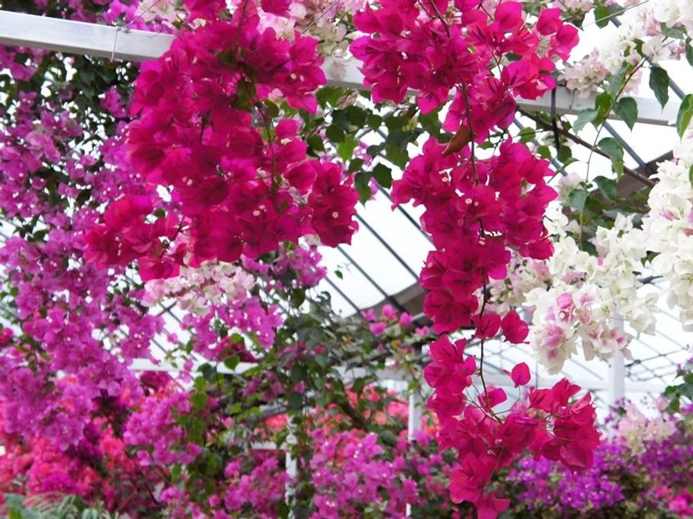 ブーゲンビリア　花