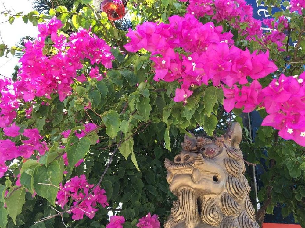 ブーゲンビリア　たくさんの花