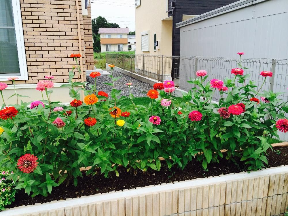ヒャクニチソウ(ジニア)　花壇