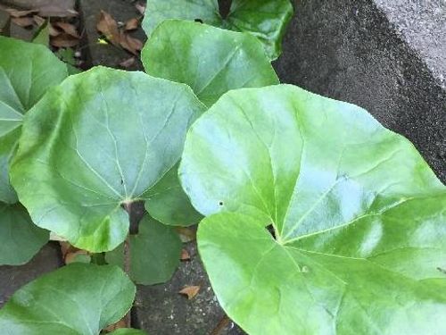 ツワブキ 石蕗 の育て方 植え替え時期や方法は 増やし方は Greensnap グリーンスナップ