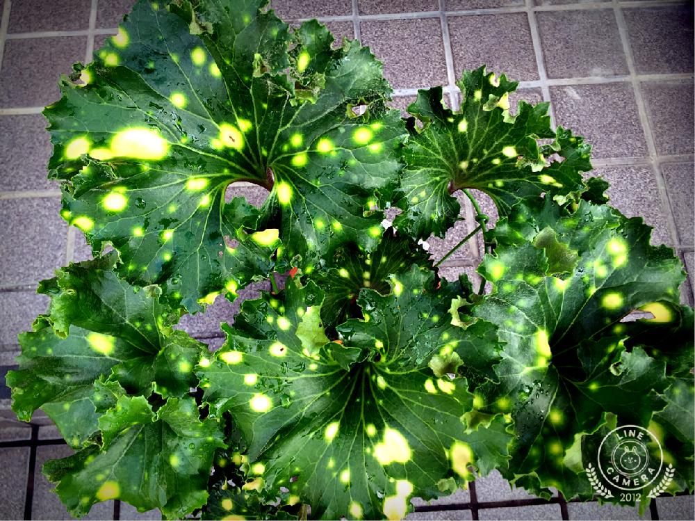 ツワブキ(石蕗)　鉢植え　葉