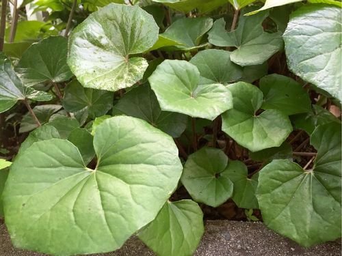 ツワブキ 石蕗 の育て方 植え替え時期や方法は 増やし方は Greensnap グリーンスナップ