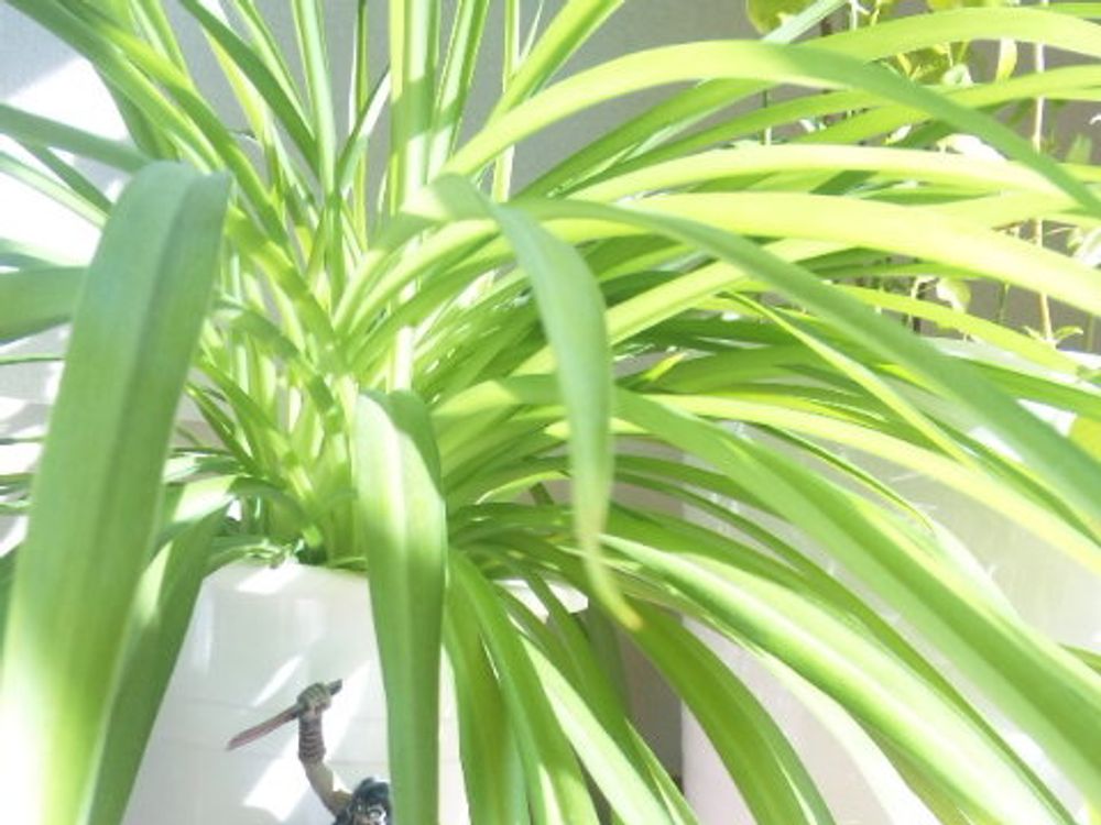 オリヅルラン(折鶴蘭)　鉢植え　日差し