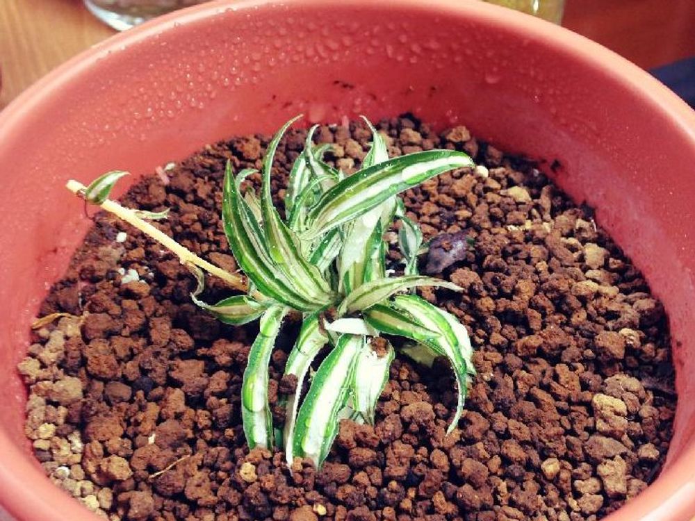 オリヅルラン(折鶴蘭)　鉢植え　株