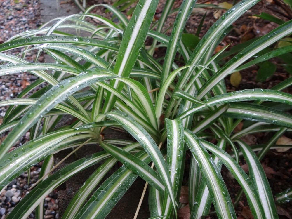 オリヅルラン(折鶴蘭)　地植え　水滴