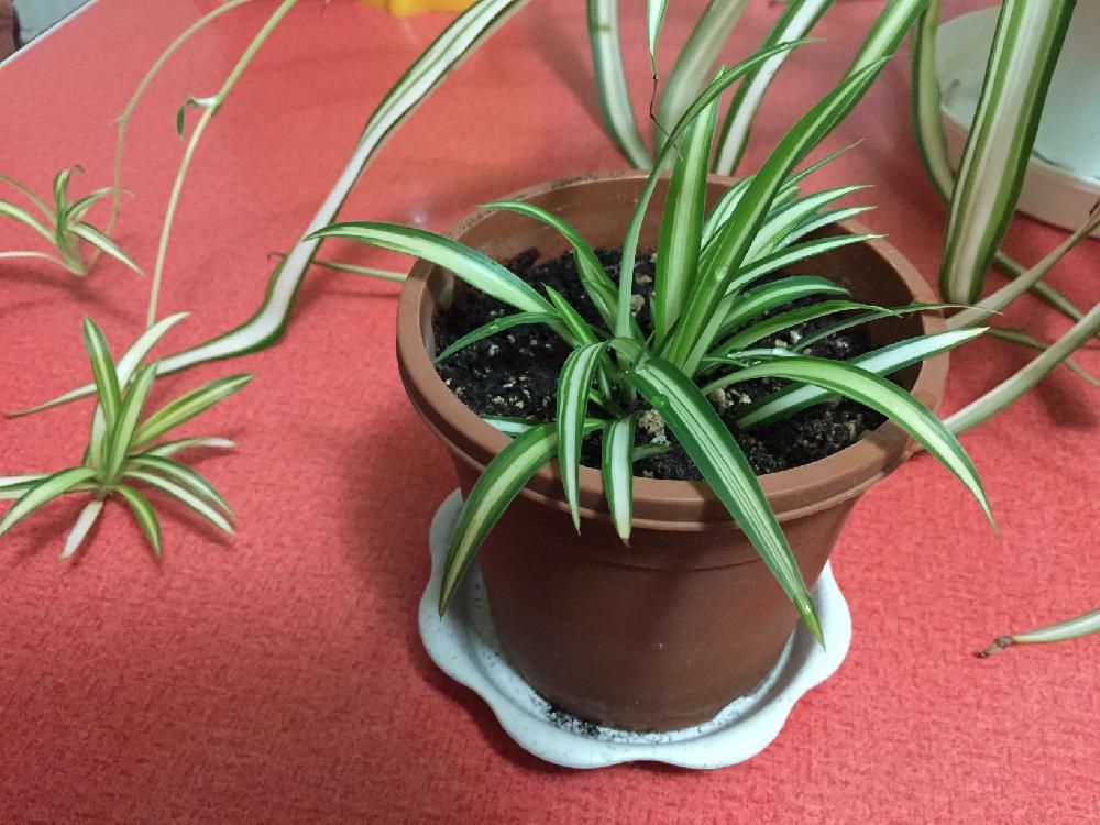 オリヅルラン(折鶴蘭)　鉢植え　葉