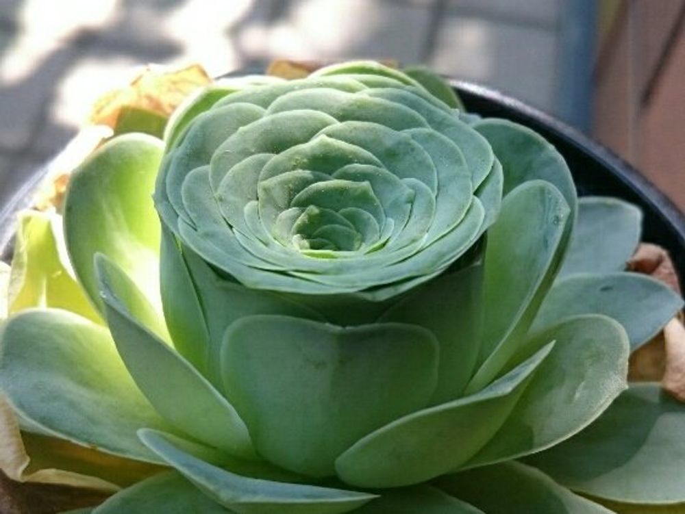 アエオニウム　鉢植え