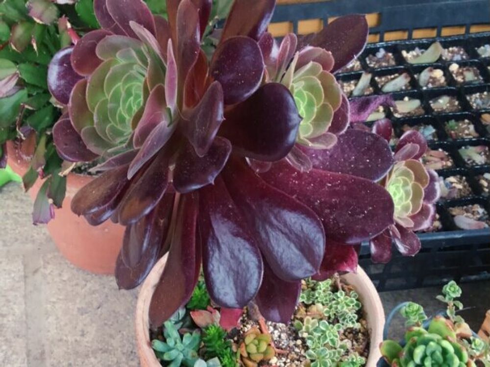 アエオニウム　鉢植え