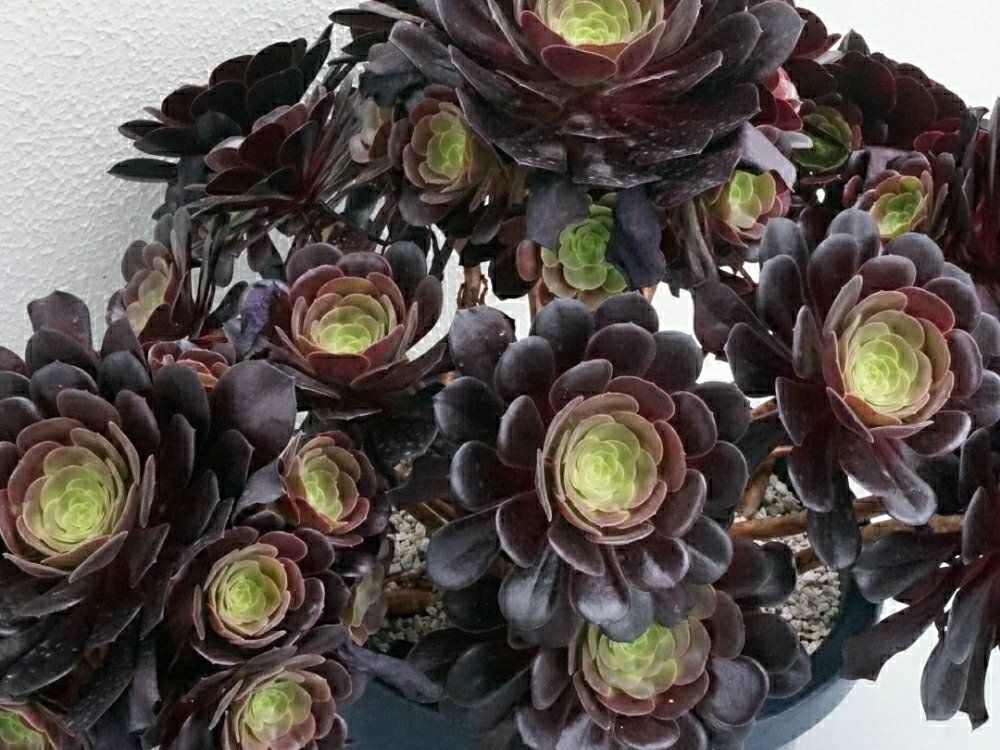 アエオニウム　鉢植え　黒い花