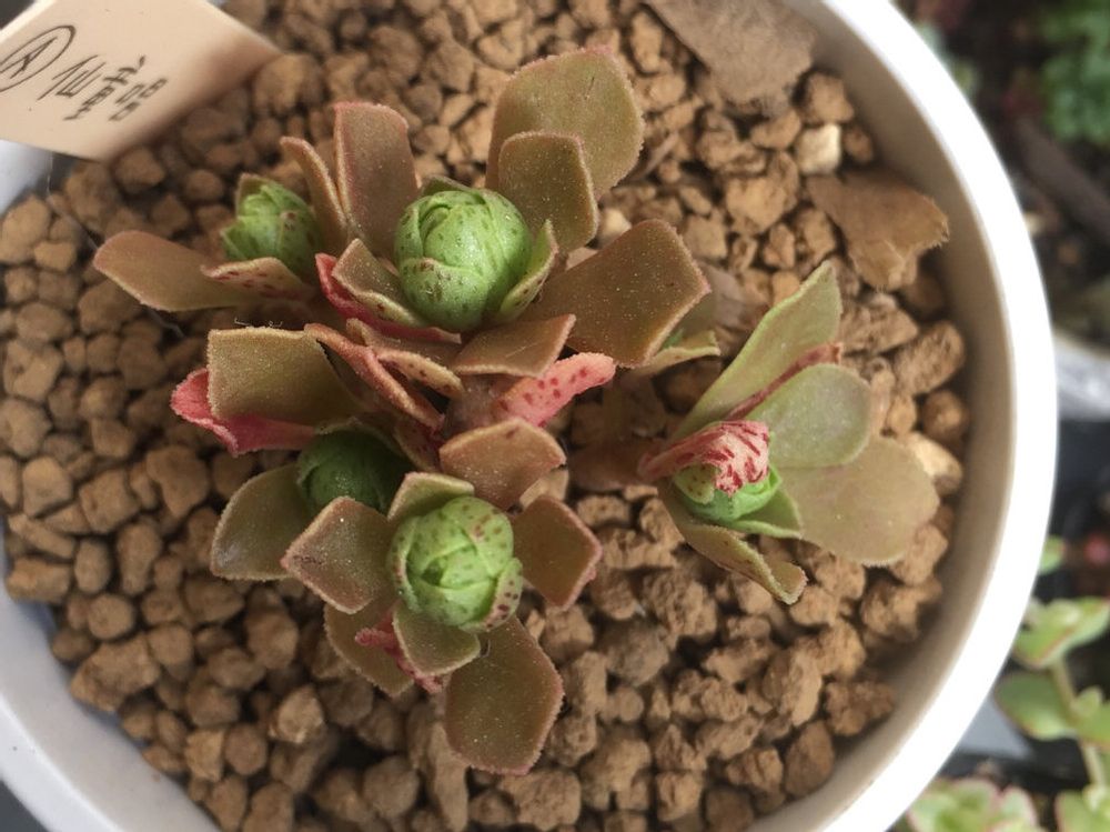 アエオニウム　鉢植え　株