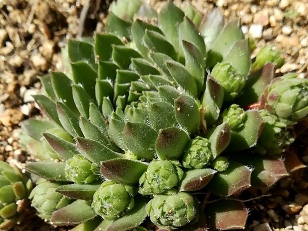 センペルビウム　株　地植え