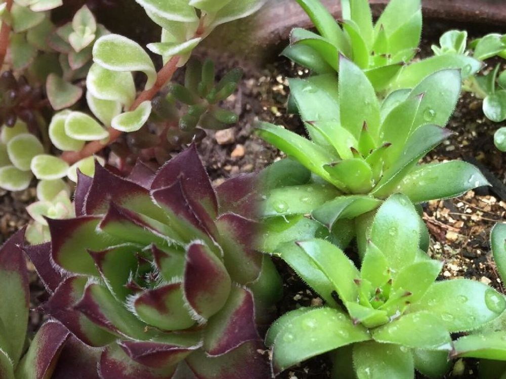 センペルビウム　　株