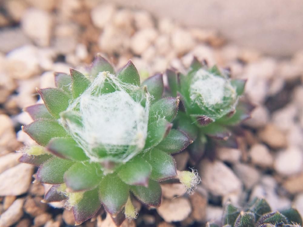 センペルビウム　子株