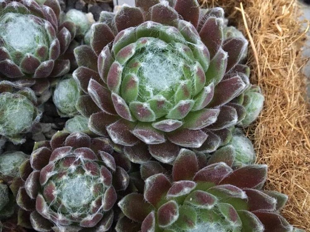 センペルビウム　株