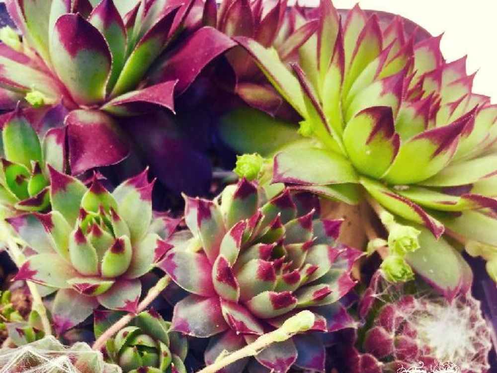 センペルビウム　寄植え