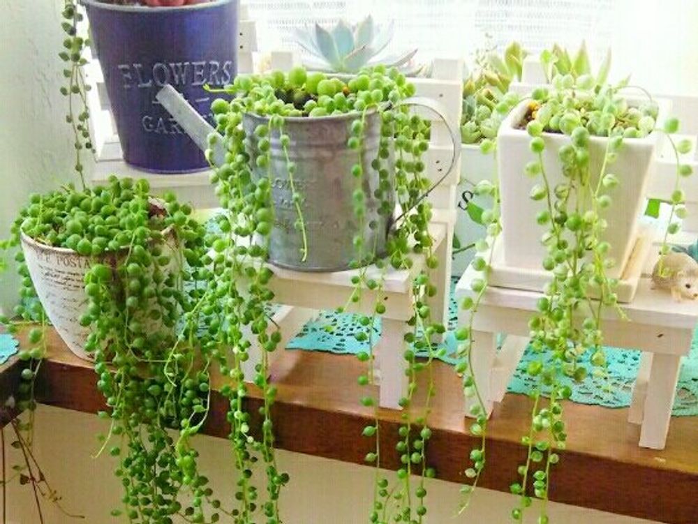 グリーンネックレス　窓辺　日光