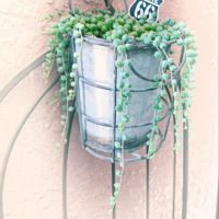 グリーンネックレスの花言葉｜増やし方や、種類などもご紹介の画像
