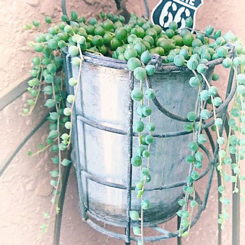 グリーンネックレスの花言葉 増やし方や 種類などもご紹介 Greensnap グリーンスナップ