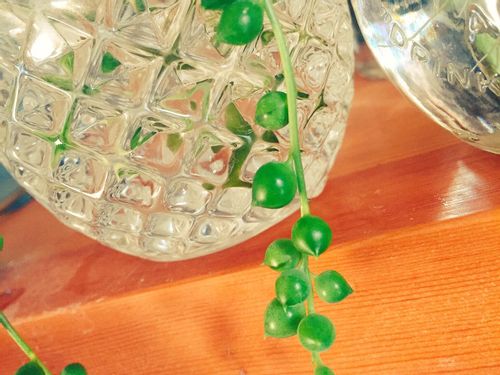 グリーンネックレス ミドリノスズ の育て方 室内でも屋外でも育てられる Greensnap グリーンスナップ グリーンネックレス ミドリノスズ の育て方 室内でも屋外でも育てられる Greensnap グリーンスナップ