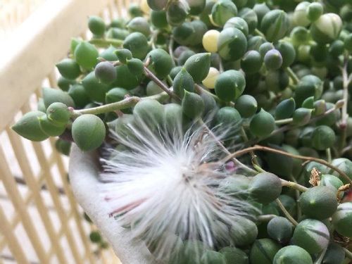 グリーンネックレス ミドリノスズ の育て方 室内でも屋外でも育てられる Greensnap グリーンスナップ グリーンネックレス ミドリノスズ の育て方 室内でも屋外でも育てられる Greensnap グリーンスナップ