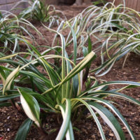 キチジョウソウ(吉祥草)の育て方｜植え付けや植え替えの時期は？の画像