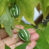 オキナワスズメウリの育て方｜種まきや苗の植え方は？発芽させるコツは？の画像