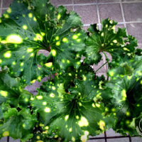 ツワブキ(石蕗)の育て方｜植え替え時期や方法は？増やし方は？の画像