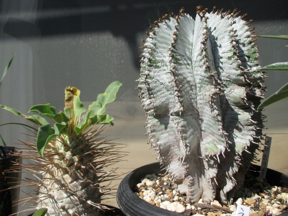 ユーフォルビア・ホリダ　鉢植え