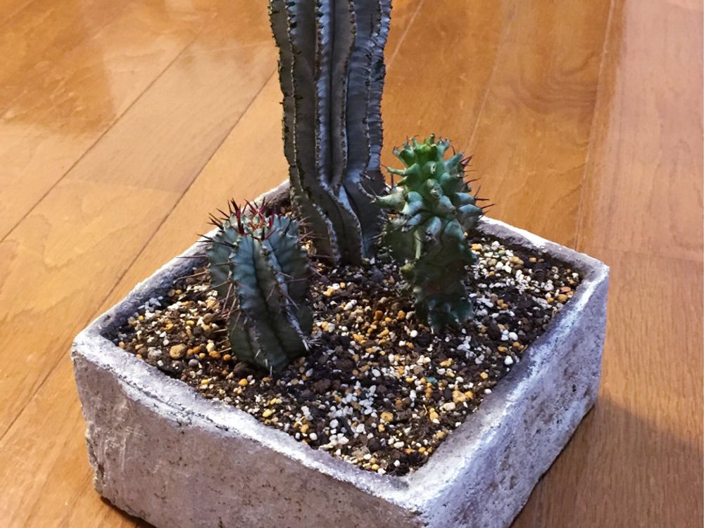 ユーフォルビア・ホリダ　鉢植え