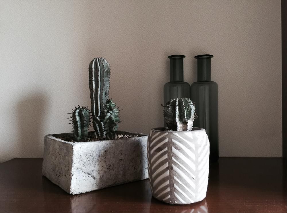 ユーフォルビア・ホリダ　鉢植え　屋内